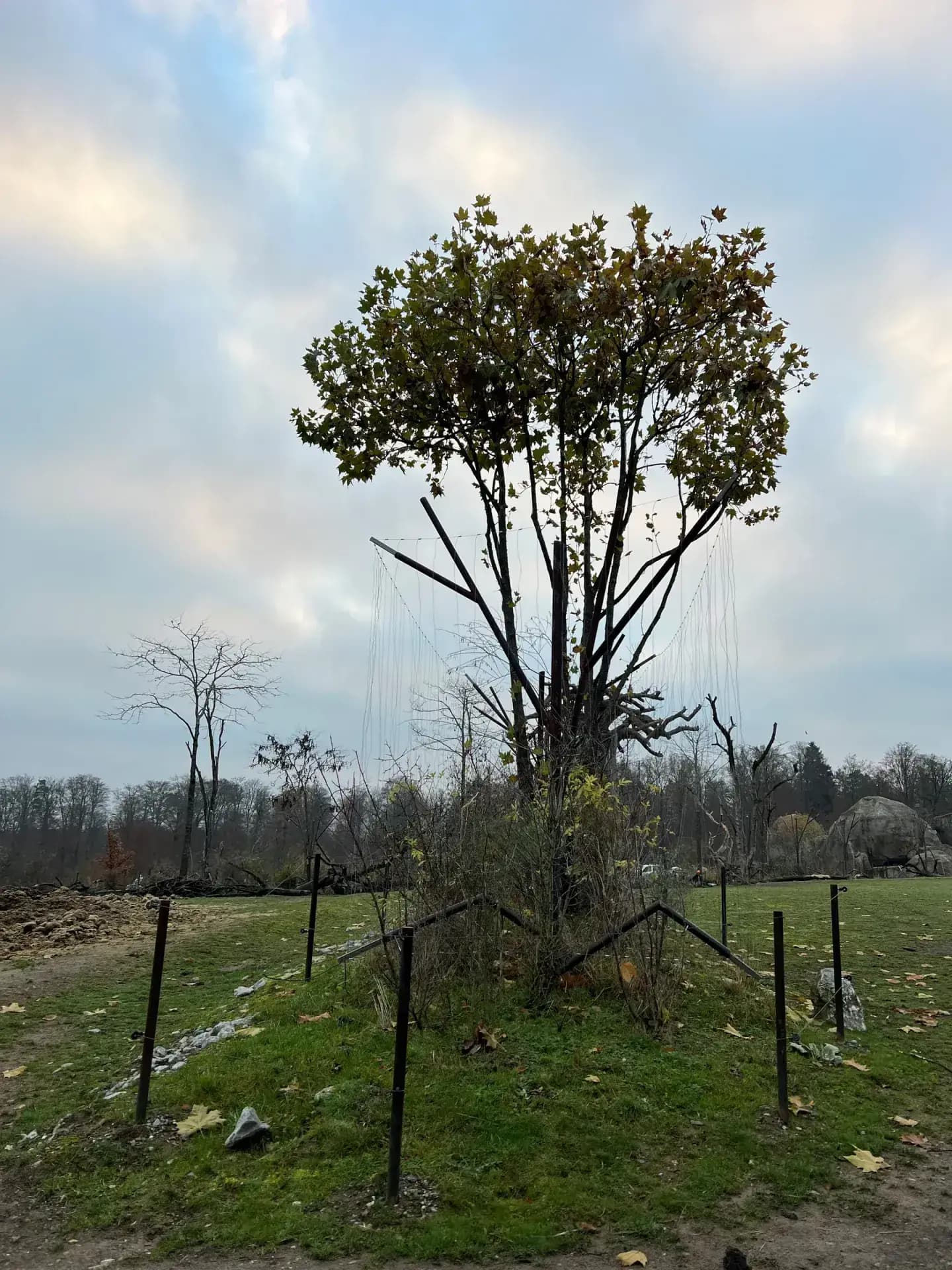 LEWA Savanne, Zoo Zürich, Referenzprojekt der Walter Zäune AG (7)