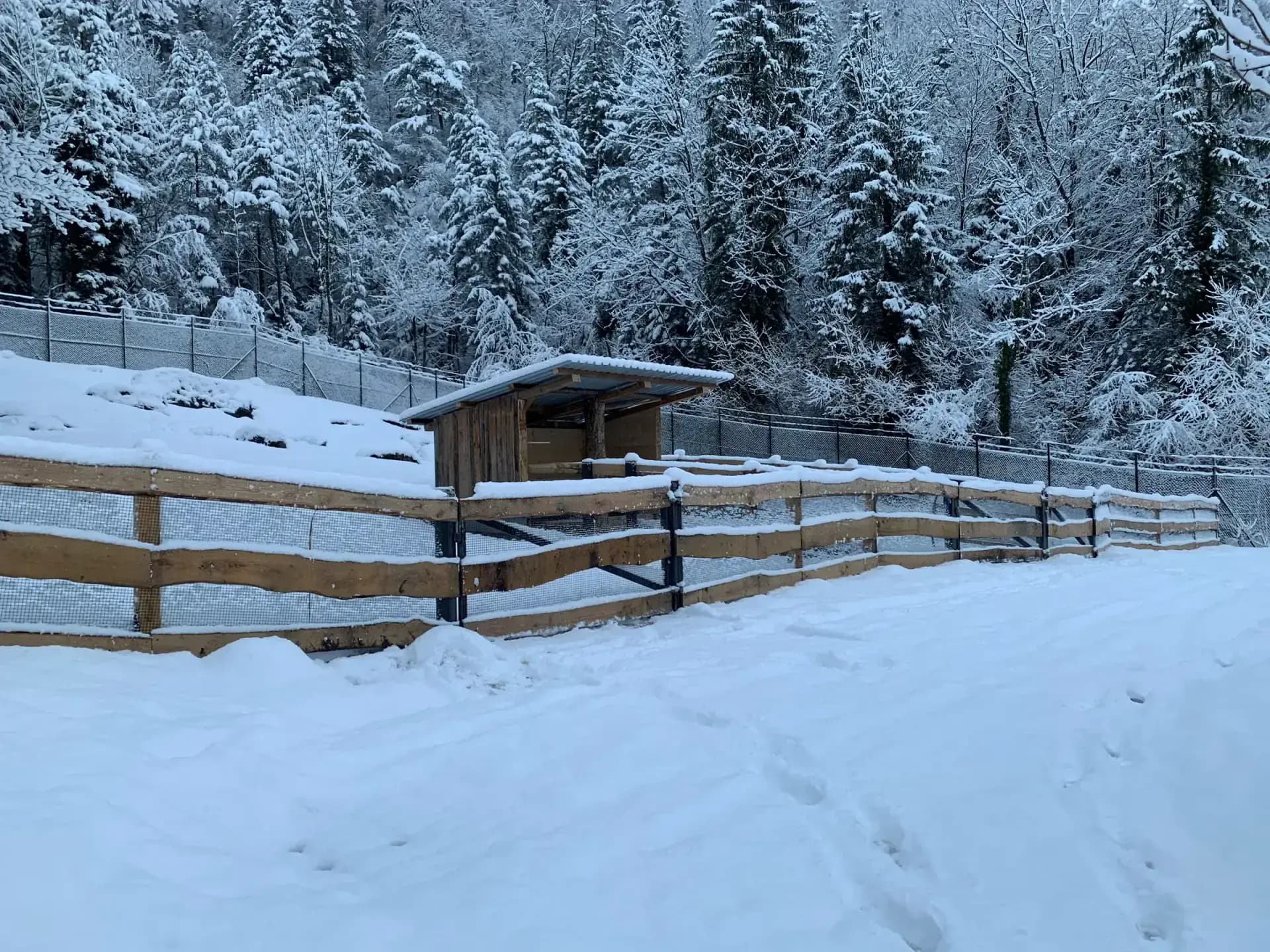 Tierpark Goldau, Referenzprojekt der Walter Zäune AG (7)