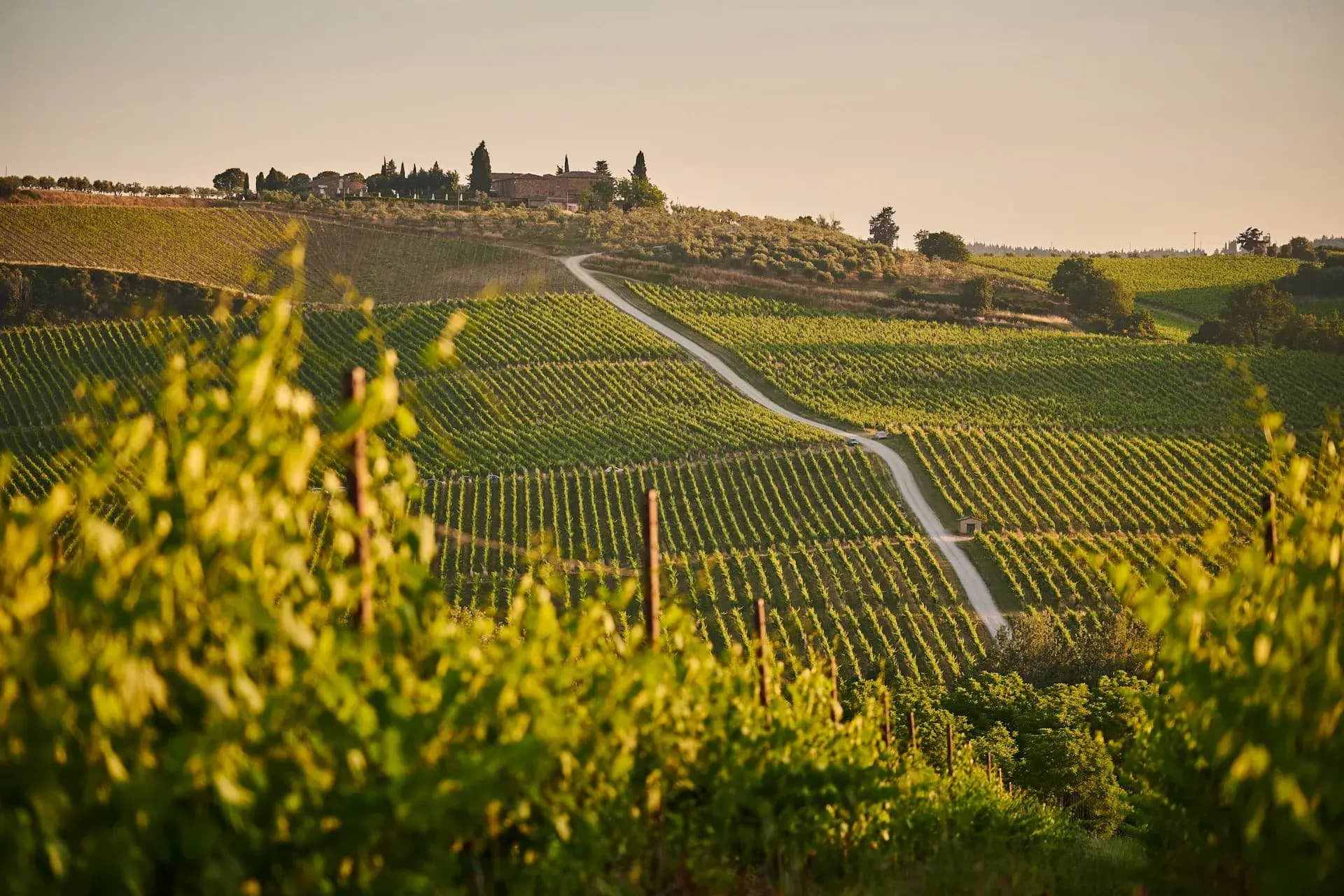 Rebberge in Hügellandschaft