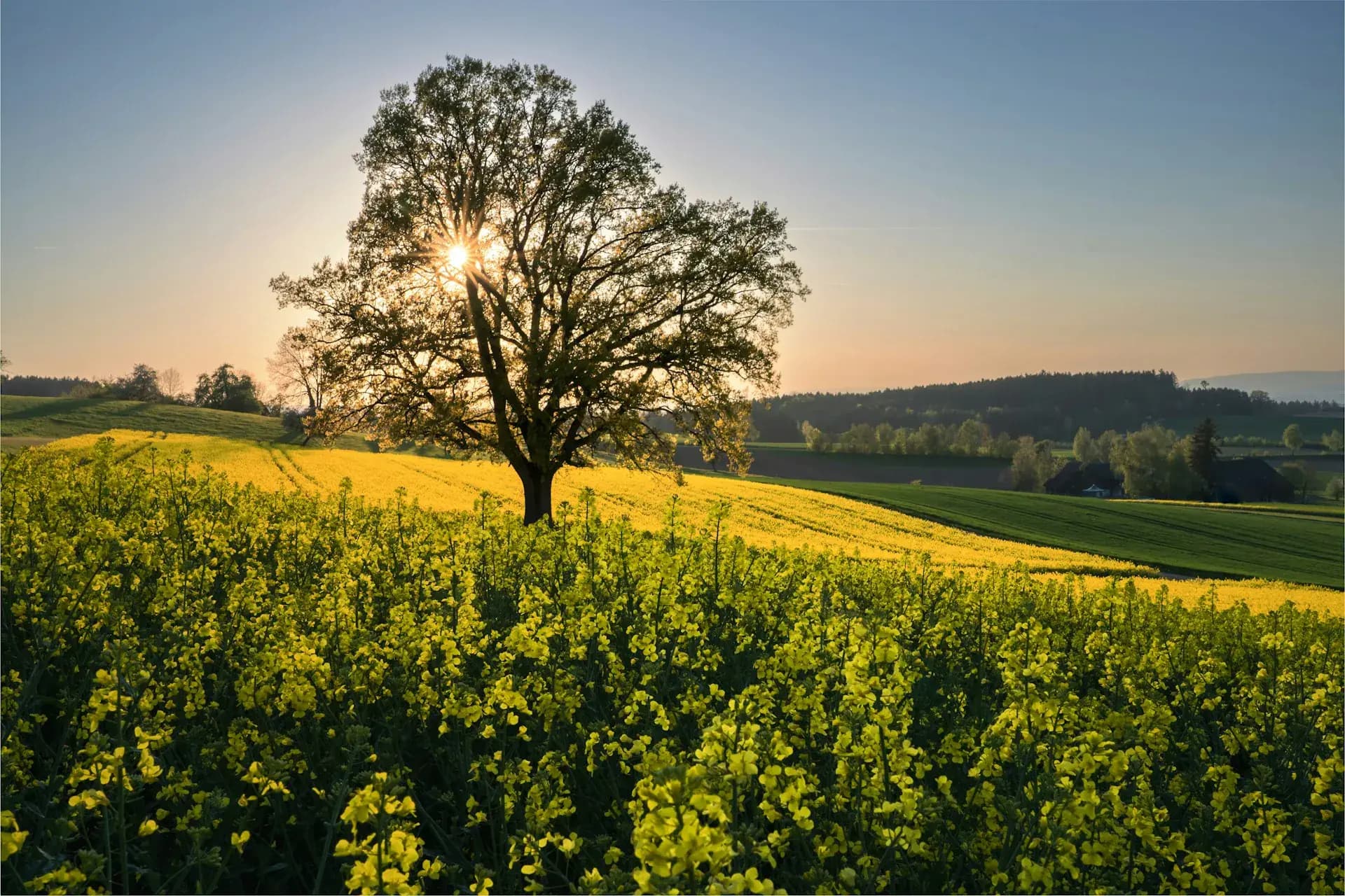 Blühendes Rapsfeld mit einzelnem Baum in hügeliger Landschaft