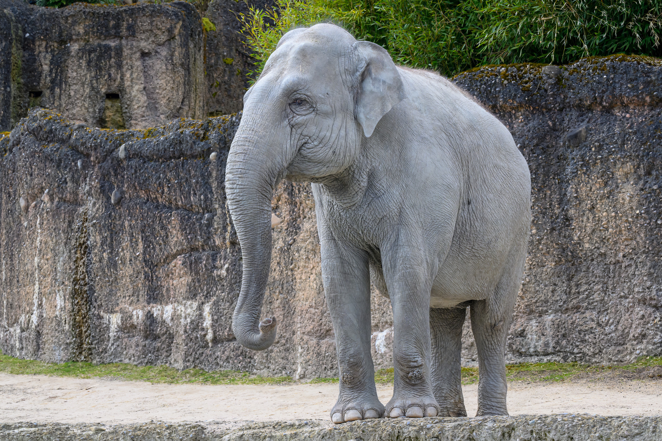 Asiatischer Elefant Elephas maximus; Chandra; aktuell